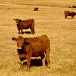 Producers using a new moisture insurance program are getting payouts, AFSC says.