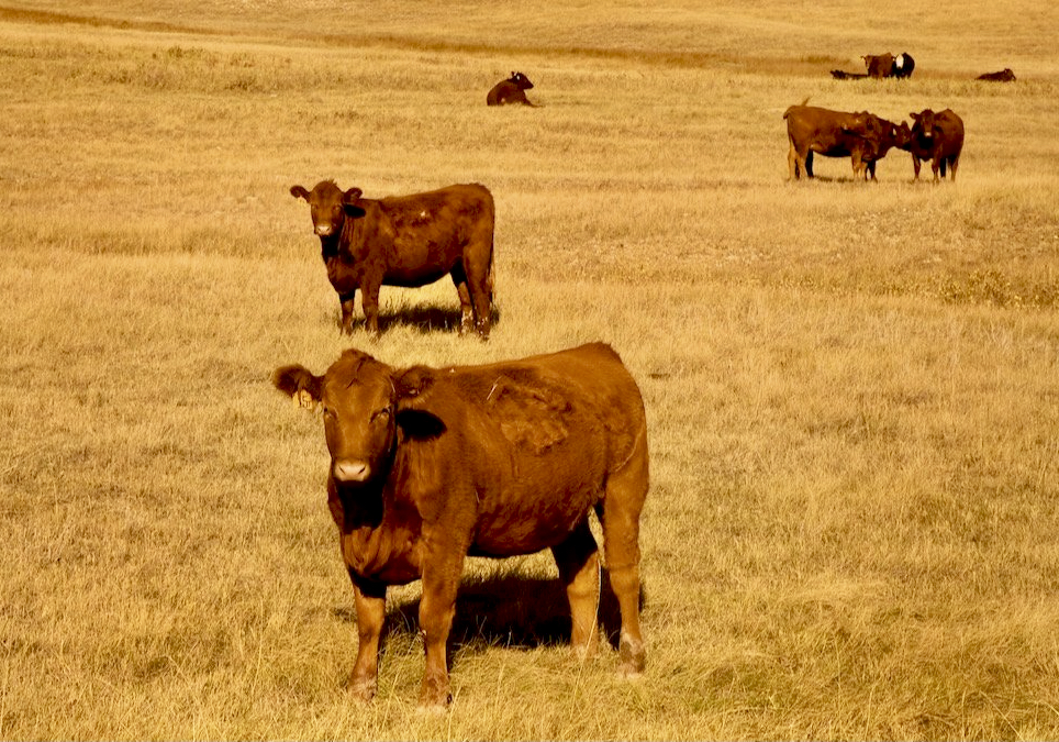 Producers using a new moisture insurance program are getting payouts, AFSC says.