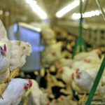 Chickens in a barn