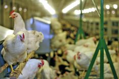 Chickens in a barn