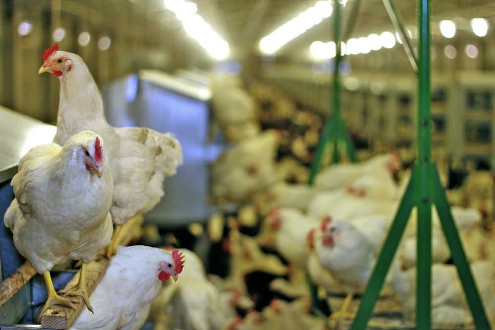 Chickens in a barn