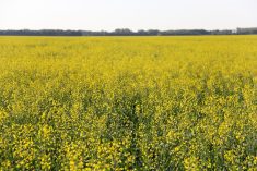 ‘It’s unlikely that anyone with a cursory understanding of basic economics would seriously deride the investment of a few bucks into research for the canola sector today, but in the early years, it wasn’t a sure bet.’ – Gord Gilmour.
