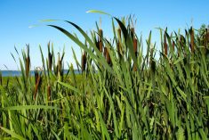 Testing wetlands for infectious bird flu – and finding it