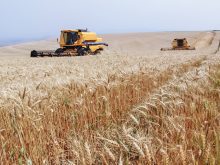 Wheat growers in the southern Brazilian state of Parana take advantage of a break in the weather to harvest wheat on Sept. 16.
