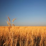 Grain prices have been strong in recent years but input costs have also risen, resulting in lower realized income for farms, StatCan says.