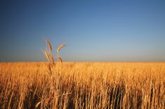 Grain prices have been strong in recent years but input costs have also risen, resulting in lower realized income for farms, StatCan says.