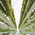 “I think that indoor ag provides that kind of efficiency for land and space and just even opportunity.” – Jay Steeves.