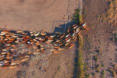 A file photo of cattle mustering in Australia&#8217;s Outback. (Hypedesk/iStock/Getty Images)
