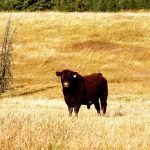 No herd rebuild seen