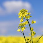 Canola