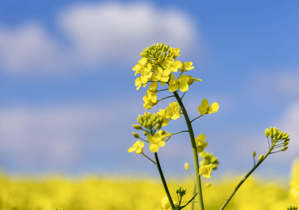 Canola