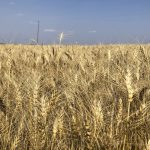 A wheat crop near Stockholm, Sask., in August 2023.
