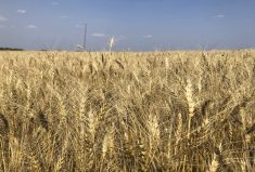 A wheat crop near Stockholm, Sask., in August 2023.