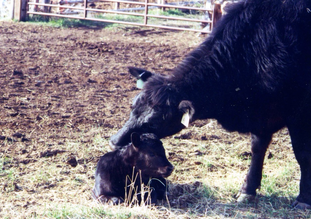 It’s a good idea to start small when it comes to genetic record-keeping, says the extension coordinator for the BCRC.