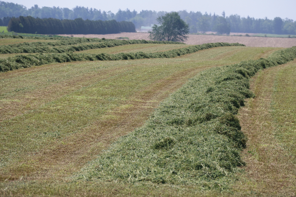 Demand from China and U.S. dairies helps drive the price of hay, which dropped in 2023.