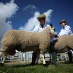 Woodchurch High School pupils Megan Pitt and Corey Gibson, 13, prepare their sheep for judging as they compete in the Young Handlers class at the Westmorland County Show near Kendal, Britain, September 14, 2023. Photo: Phil Noble/Reuters