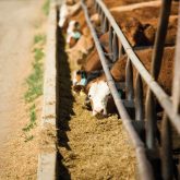 What to consider when valuing a crop for livestock feed