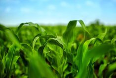 Beijing permitted planting of about four 270,000 hectares of GM corn in 2023.