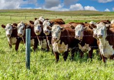 Ruminant producers, but especially beef producers, have been caught in a vortex of environmental emotion that is not supported by accurate science or informed advocates.