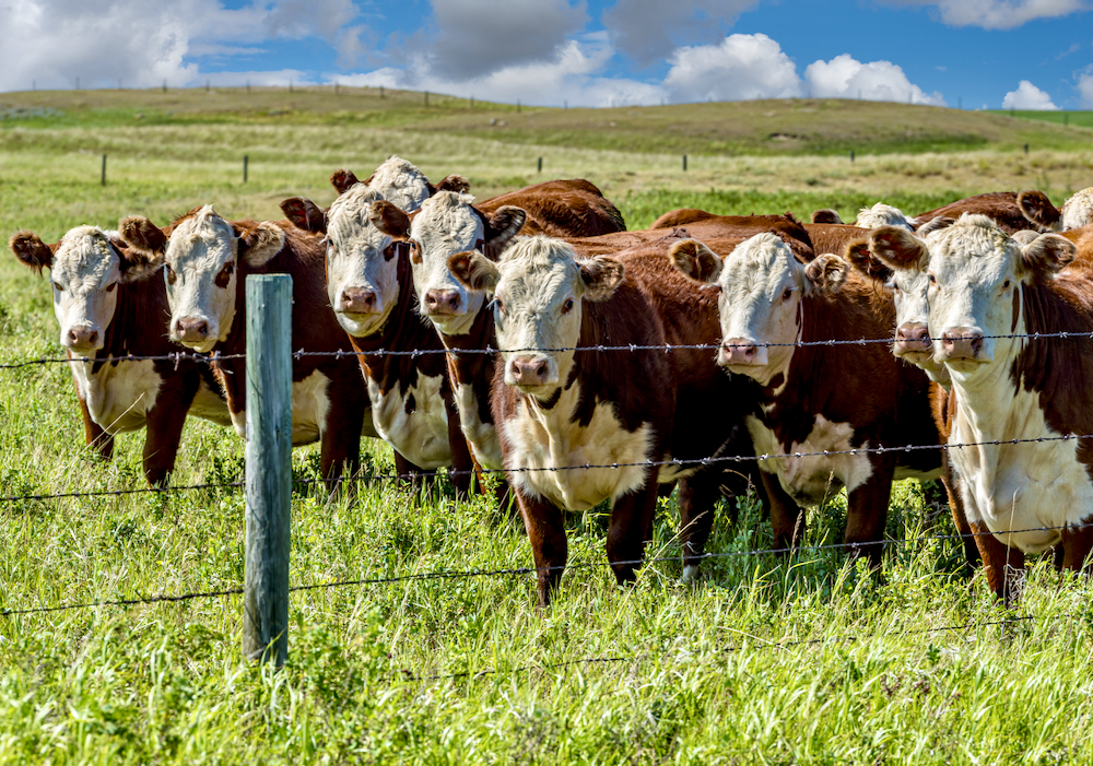 Ruminant producers, but especially beef producers, have been caught in a vortex of environmental emotion that is not supported by accurate science or informed advocates.