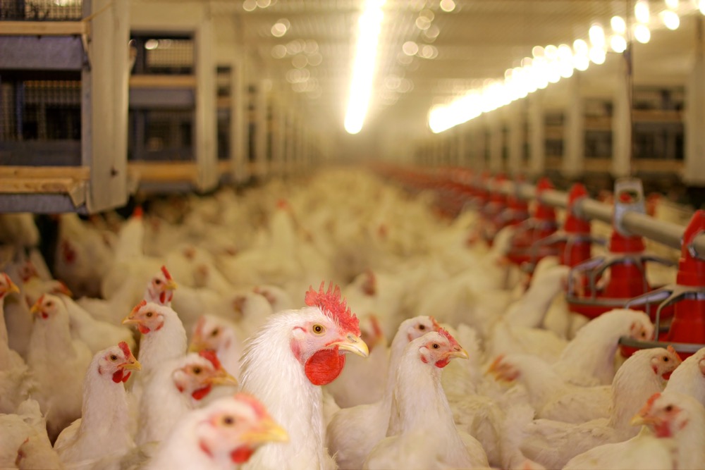 Buying or selling a confined feeding operation