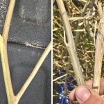 Verticillium stripe and blackleg symptoms can look similar, but once you know what you’re looking for, they can be quickly differentiated.
