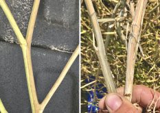 Verticillium stripe and blackleg symptoms can look similar, but once you know what you’re looking for, they can be quickly differentiated.