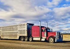 “Our sectors and our drivers want reassurance that a threat to animal welfare is deemed an emergency situation.” – Cathy Jo Noble, National Cattle Feeders’ Association vice-president.