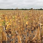 A soybean crop at Headingley, Man. on Sept. 2, 2021. (Dave Bedard photo)