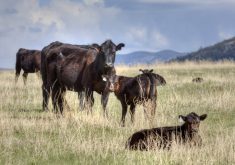 Livestock Gentec’s goal is to help beef producers improve profitability and sustainability.