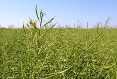 “Pods can look dramatically different, either riper or less ripe, than the actual seeds, so we need to be cracking open those pods and looking at the seeds.”
 Photo: Greg Berg
