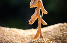StoneX slashes Brazil soy outlook 