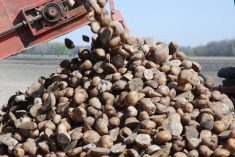 Potatoes loaded for planting.