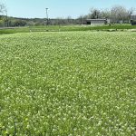 A field of pennycress (stinkweed) in full flower. Photo: Steve Cermak