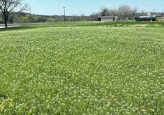 A field of pennycress (stinkweed) in full flower. Photo: Steve Cermak 