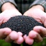 On the morning of Dec. 30, the nearby January canola contract apparently hit a new all-time high. Photo: File