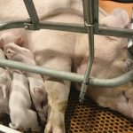 On many hog farms sows are kept in individual stalls or small metal pens when they are pregnant because they can be aggressive. Animal welfare groups argue that sow stalls are inhumane because the sows cannot turn around or express natural behaviours.