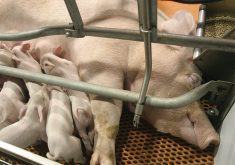 On many hog farms sows are kept in individual stalls or small metal pens when they are pregnant because they can be aggressive. Animal welfare groups argue that sow stalls are inhumane because the sows cannot turn around or express natural behaviours.