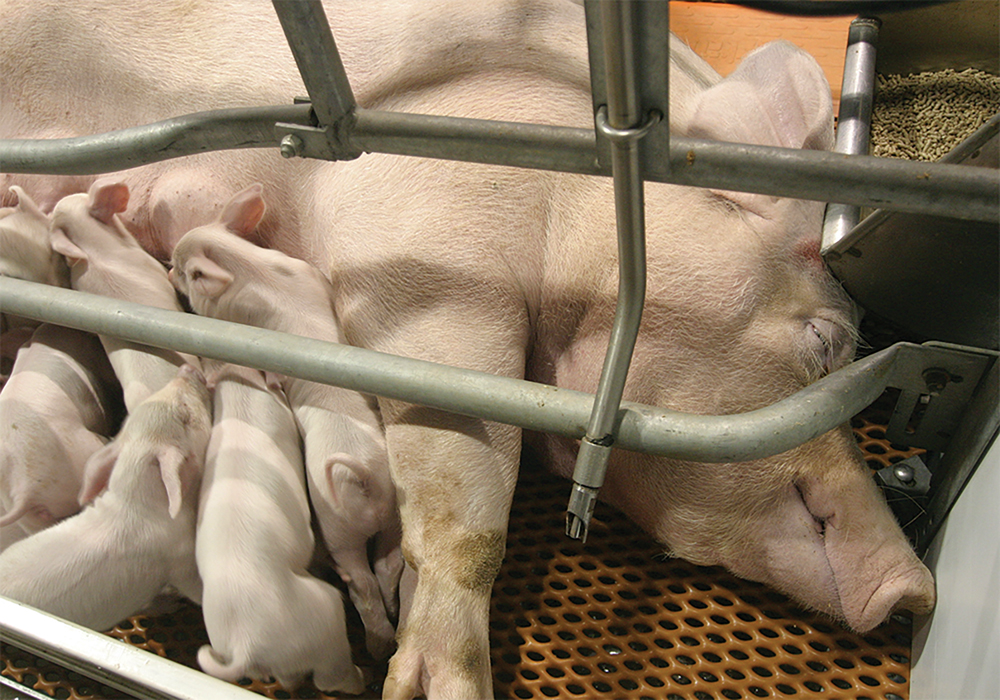 On many hog farms sows are kept in individual stalls or small metal pens when they are pregnant because they can be aggressive. Animal welfare groups argue that sow stalls are inhumane because the sows cannot turn around or express natural behaviours.