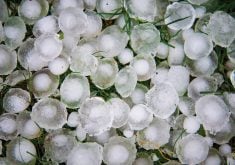 AFSC offers two hail insurance options to Alberta producers: hail endorsement and straight hail insurance.