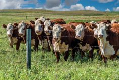 “Producers can now search the CRSB- certified status of an RFID tag on the Canadian Livestock Tracking System. We hope this search function will help with producer participation in the program.” – Kristine Tapley, chair of CRSB’s framework committee.