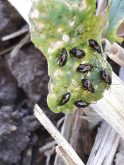 Striped flea beetles 
gather on a canola plant.