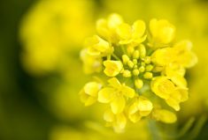 Canola needs to improve its nitrogen efficiency to compete with other biodiesel feedstocks, among other improvements.