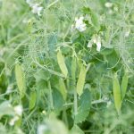 Field peas can be planted as deep as three inches under soil, giving them better access to underground moisture, says Dennis Lange, pulse and soybean specialist with Manitoba Agriculture.