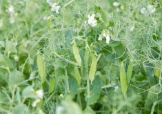 Field peas can be planted as deep as three inches under soil, giving them better access to underground moisture, says Dennis Lange, pulse and soybean specialist with Manitoba Agriculture.