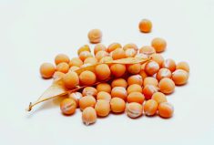 “The expectation is that 400,000 to 600,000 tonnes of yellow peas will probably come in during this window, which will surely help alleviate the potential shortage of chickpeas.” – Manek Gupta, India Pulses and Grains Association.