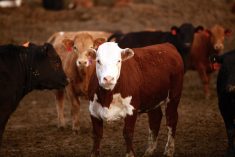 Cattle sector awaits details on methane plan