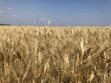 Grain quality reports available