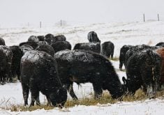 Preliminary results from a winter feeding trial at Lakeland College show that the overall feed quality of a forage blend in a swath grazing program is better than just oats.