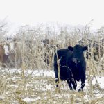 Cattle take shelter in the stalks of Brett McRae’s intercropped corn grazing system.
